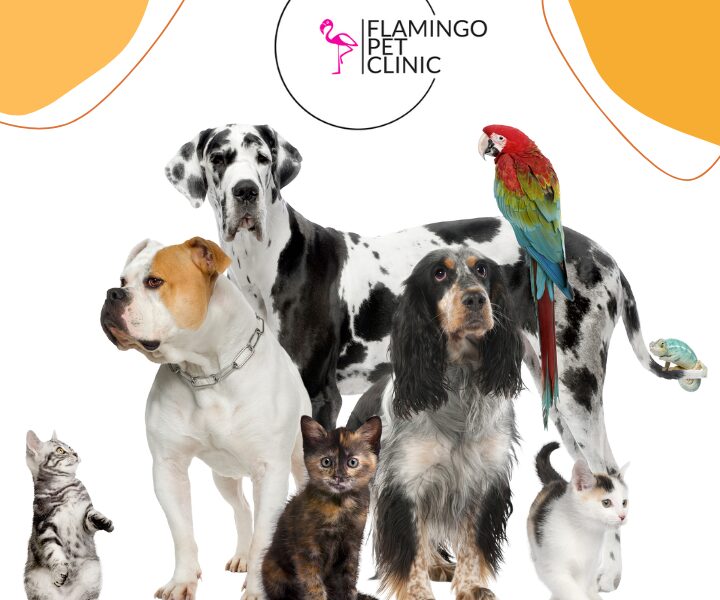 Flamingo Pet Clinic