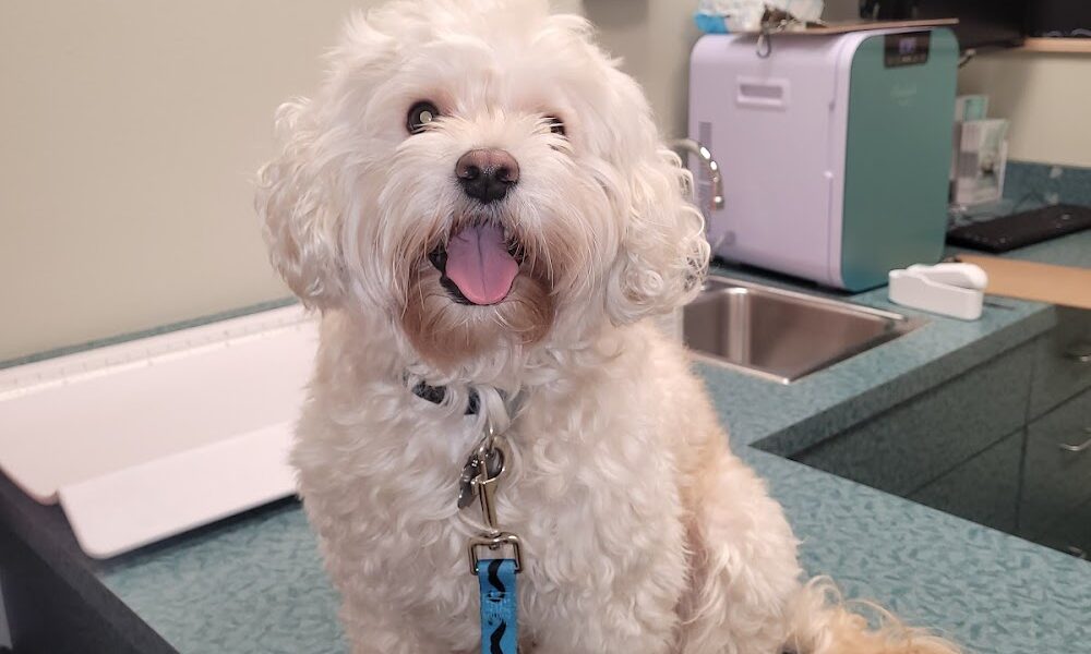 Hearts Alive Village Animal Clinic