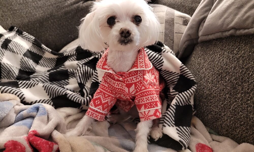 Tropicana Animal Hospital: Roberson Allison DVM